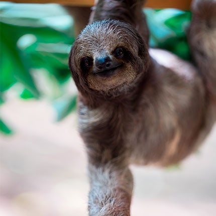 sloth